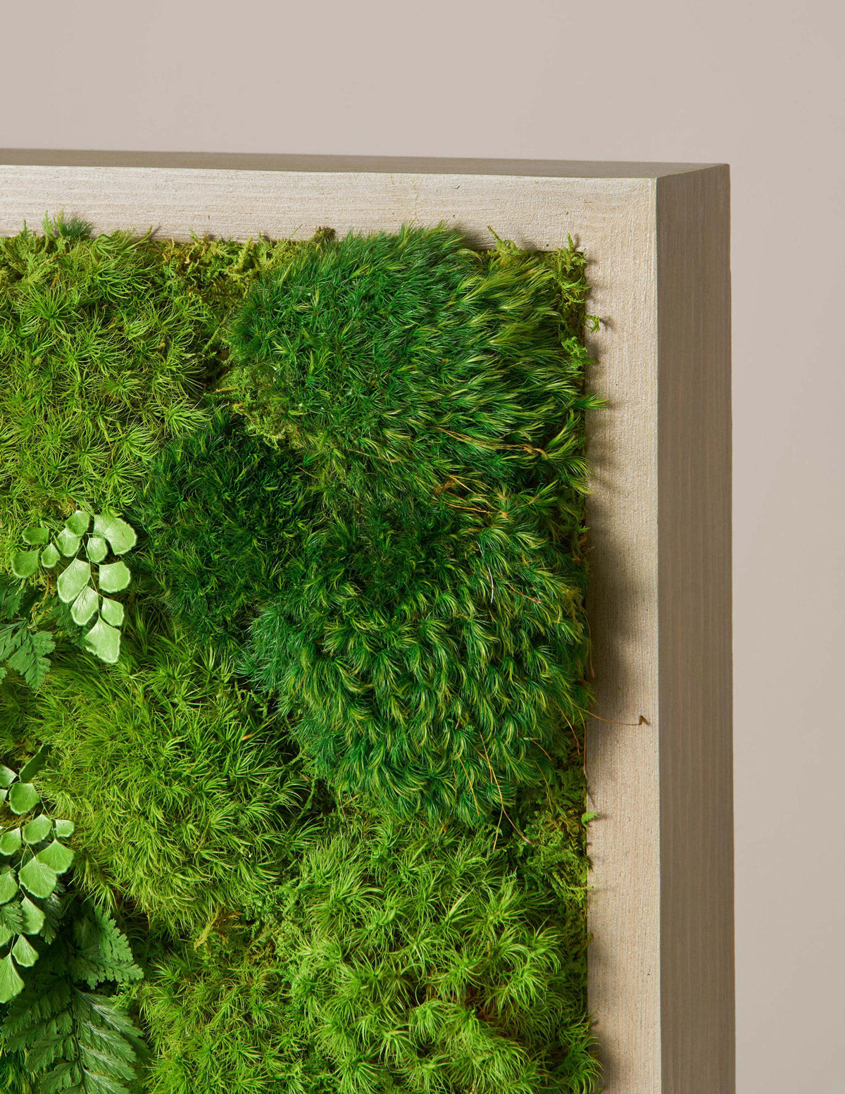 Small Preserved Living Wall 14" x 14"