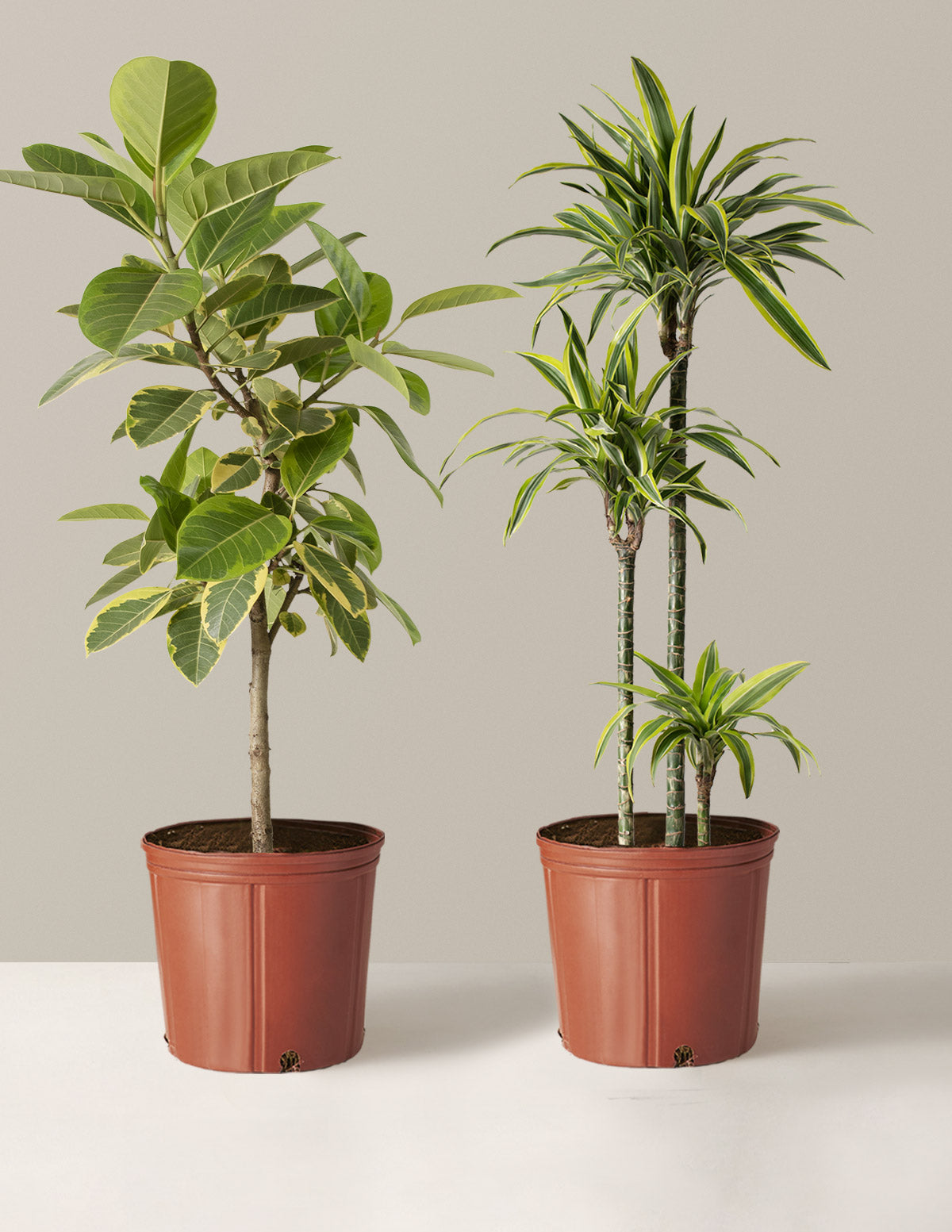 bundle | Large | Grow Pot