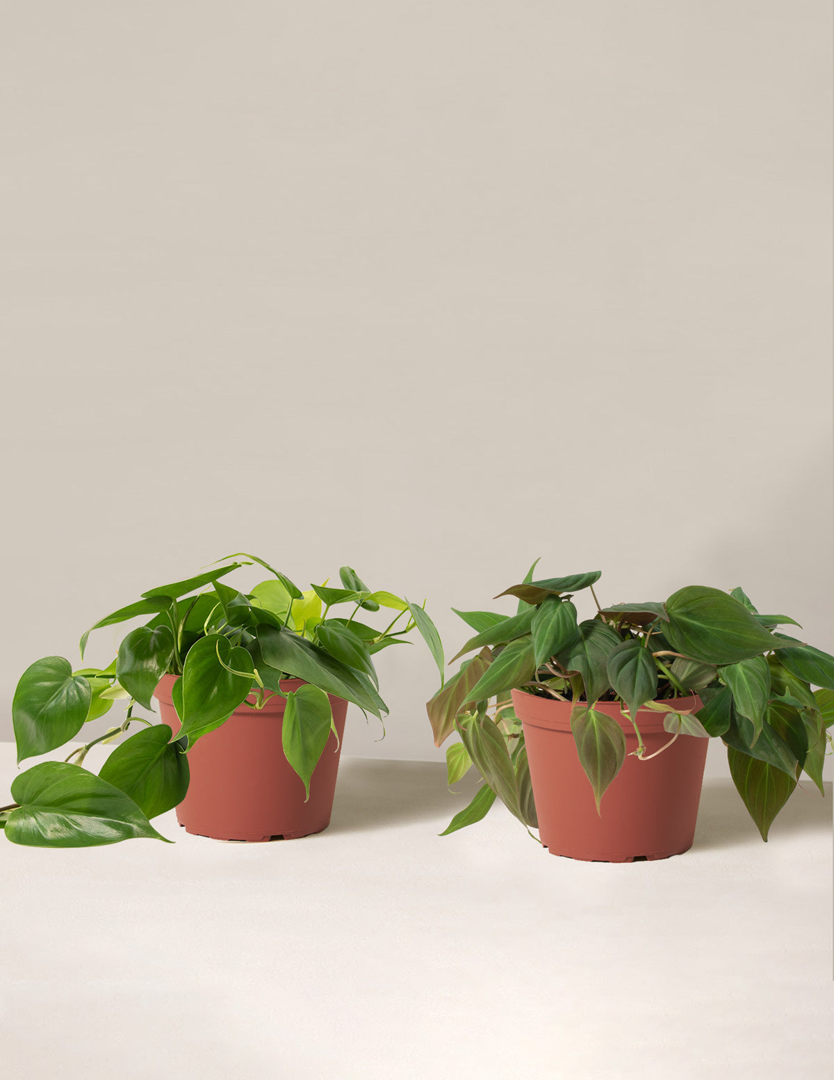 The Philodendron Duo