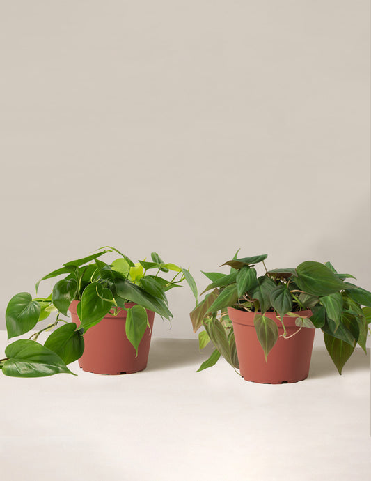 The Philodendron Duo