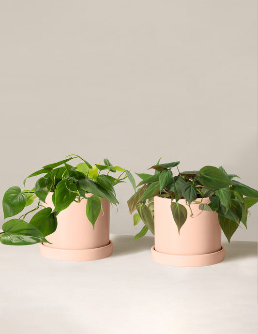 The Philodendron Duo