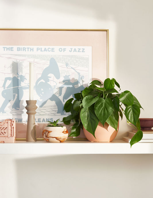 Heartleaf Philodendron