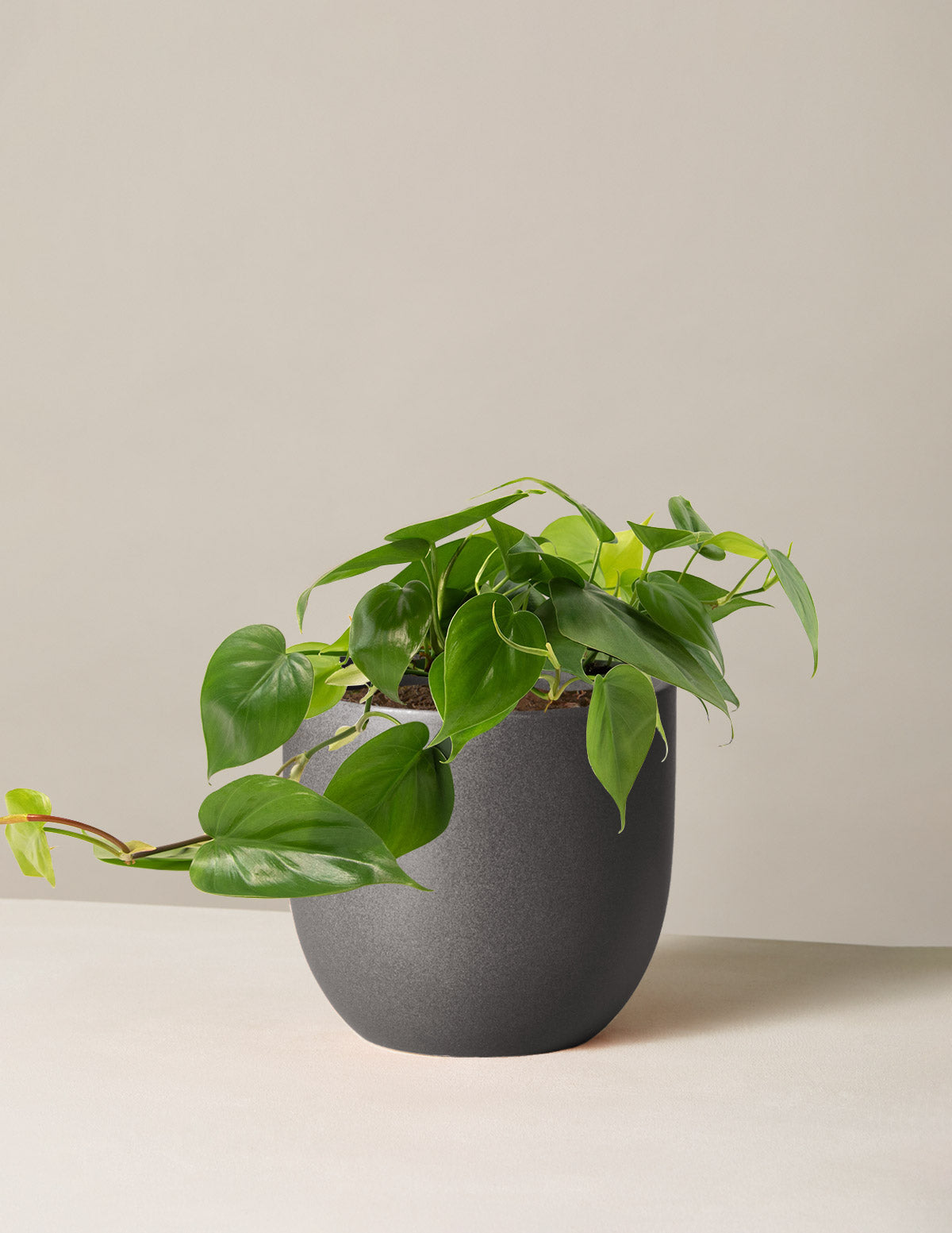 Heartleaf Philodendron