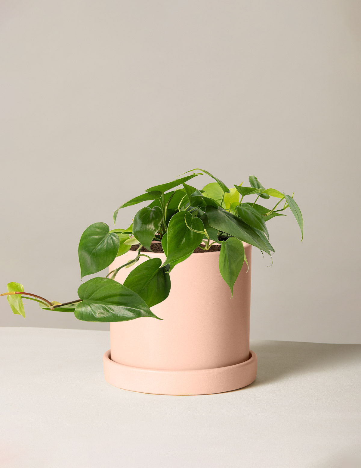 Heartleaf Philodendron