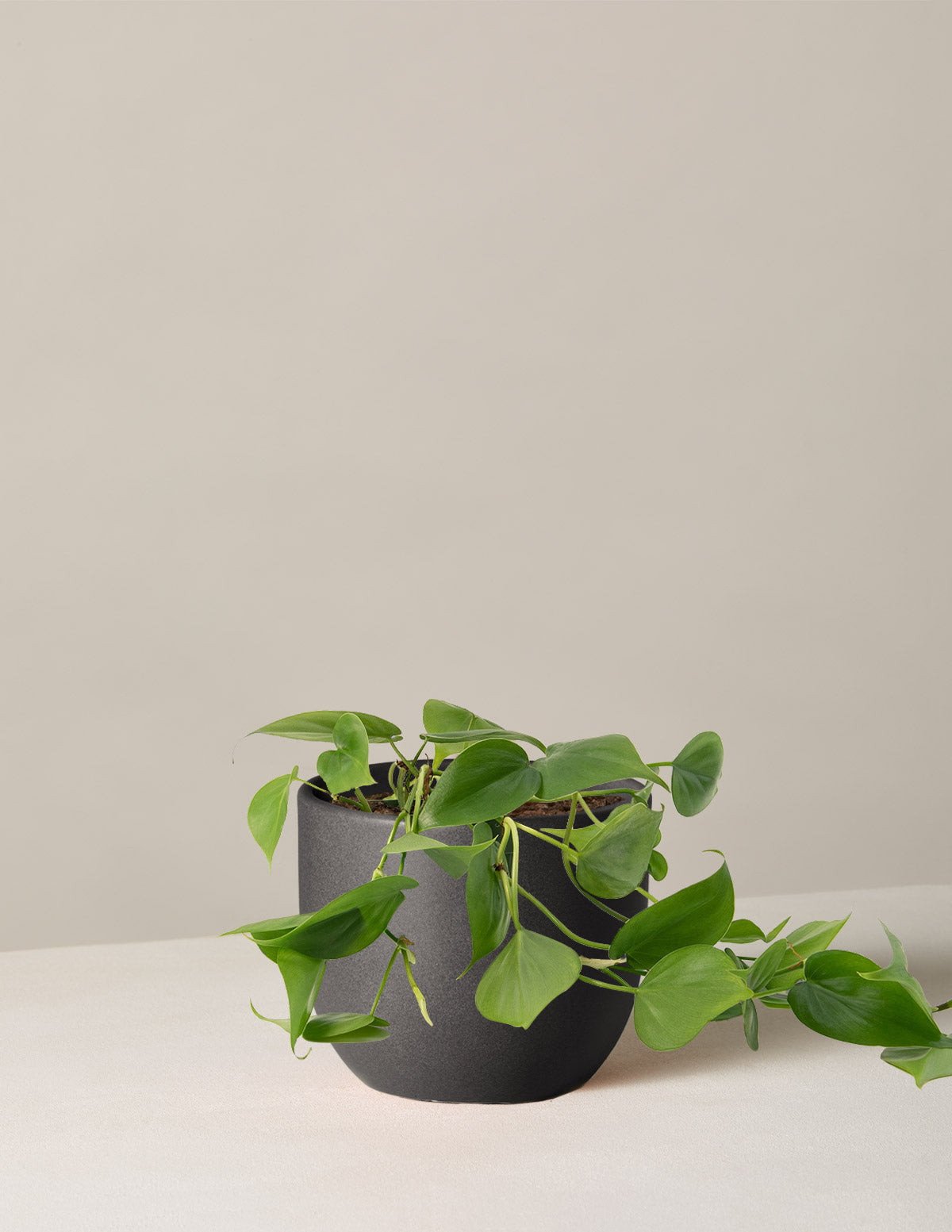 Heartleaf Philodendron