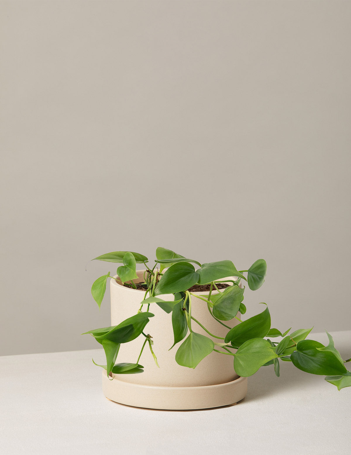 Heartleaf Philodendron