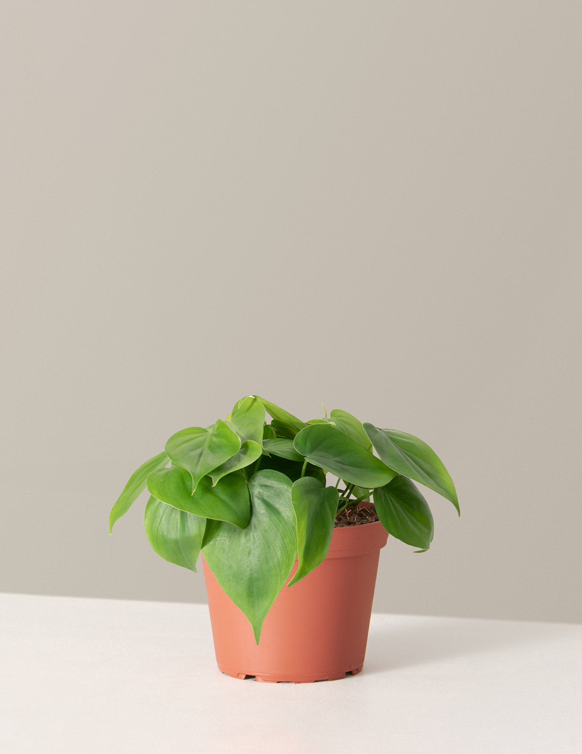 Heartleaf Philodendron