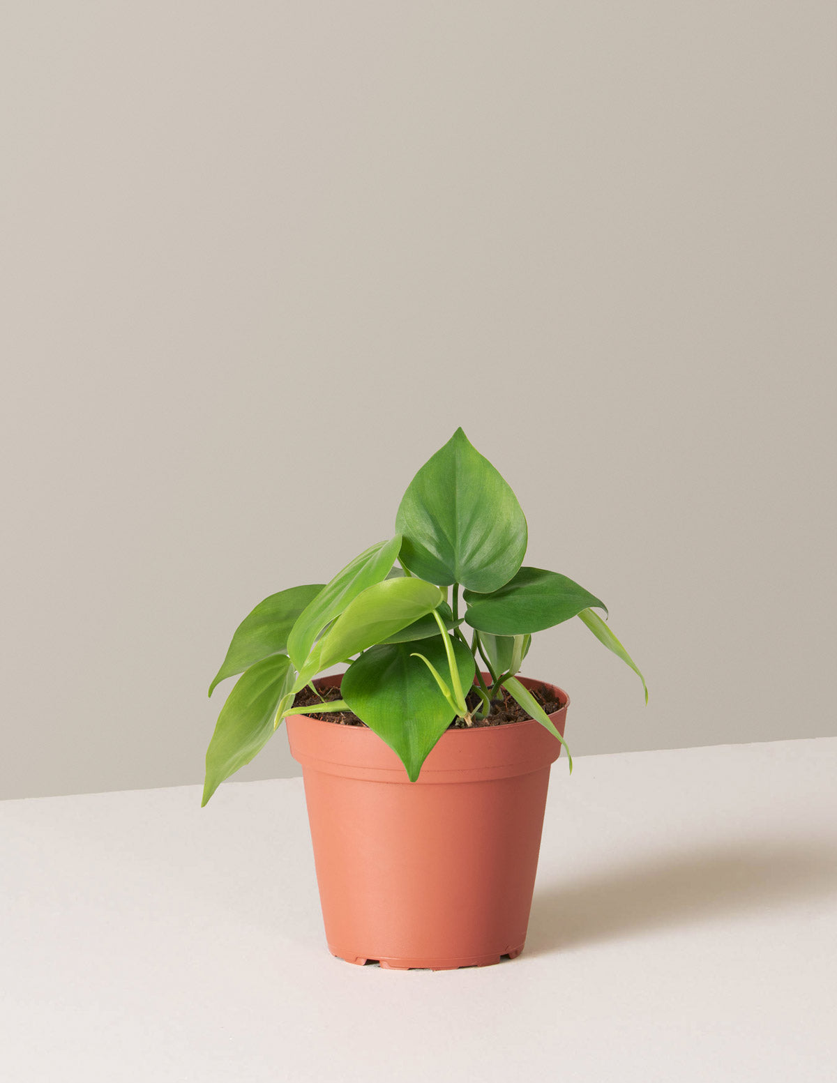 Heartleaf Philodendron