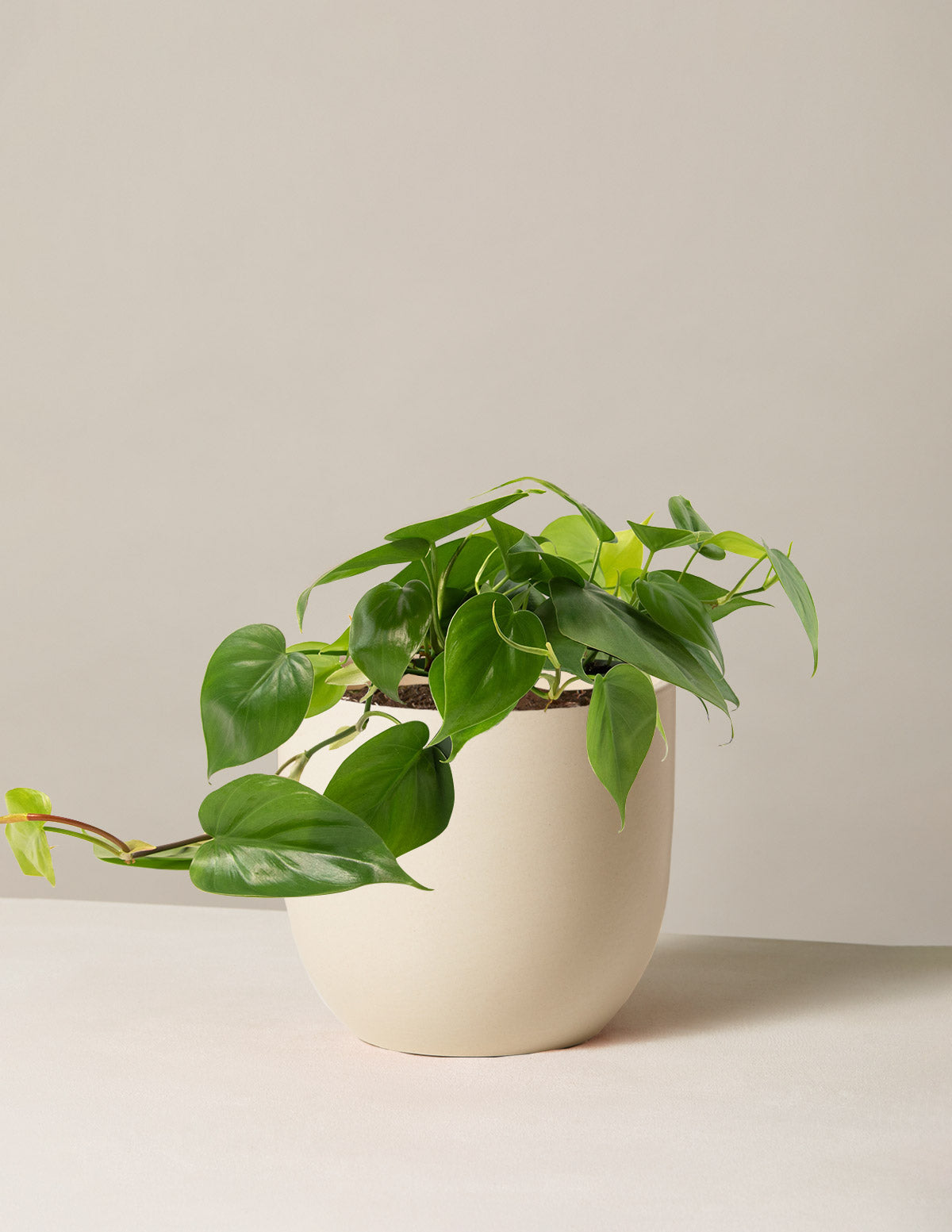 Heartleaf Philodendron