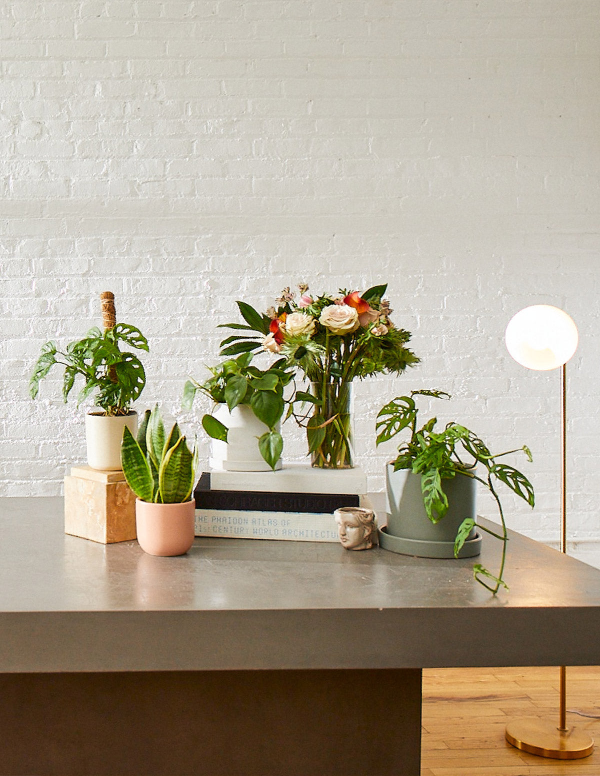 Heartleaf Philodendron