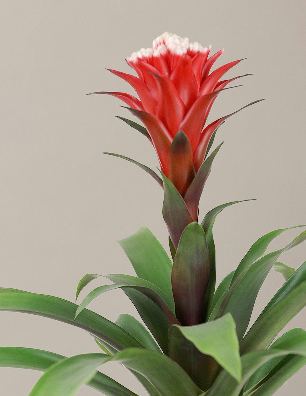 bromeliad flowering house plants Bromeliad Red Guzmania Hope Houseplant - Small (14"-18" tall) Grow Pot
