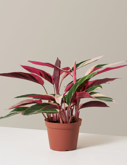 Stromanthe Triostar