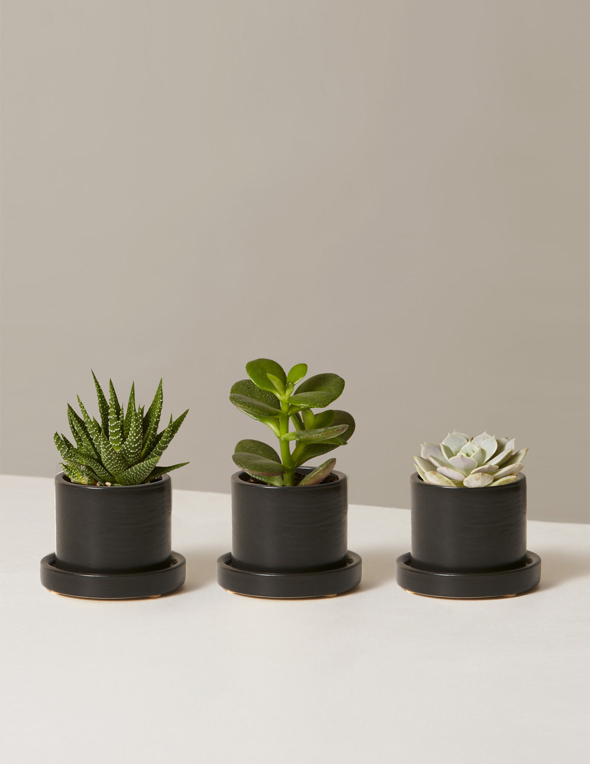Mini Succulent Trio