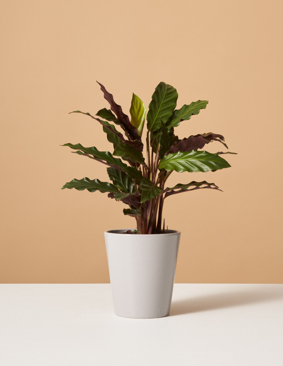 Calathea Wavestar