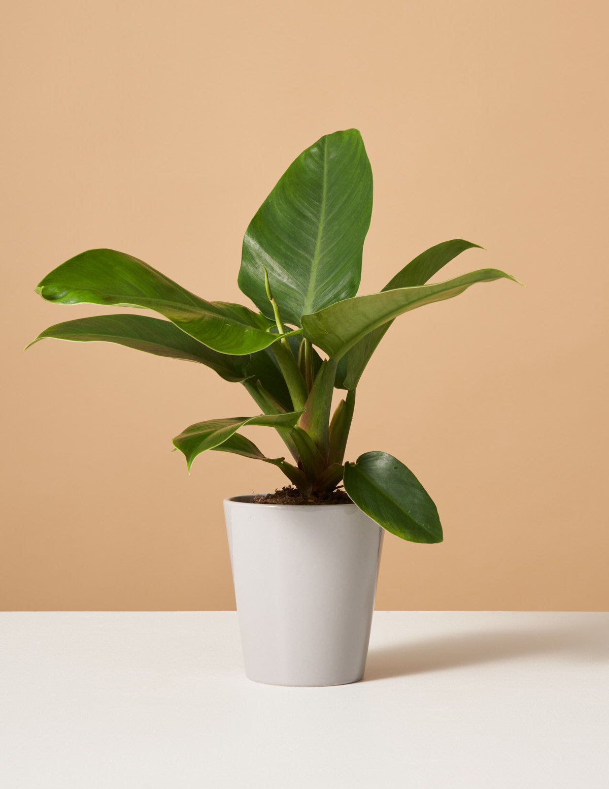 Philodendron Imperial Green