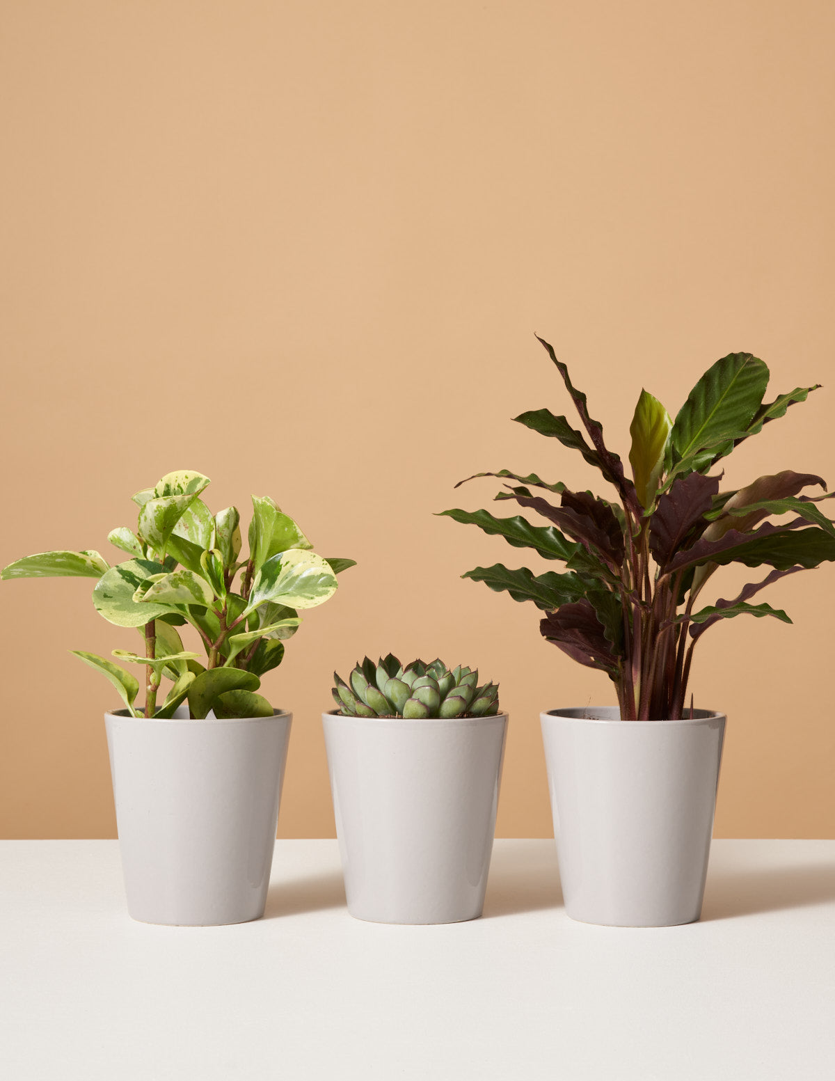 Pet Friendly Subscription (6 Months)