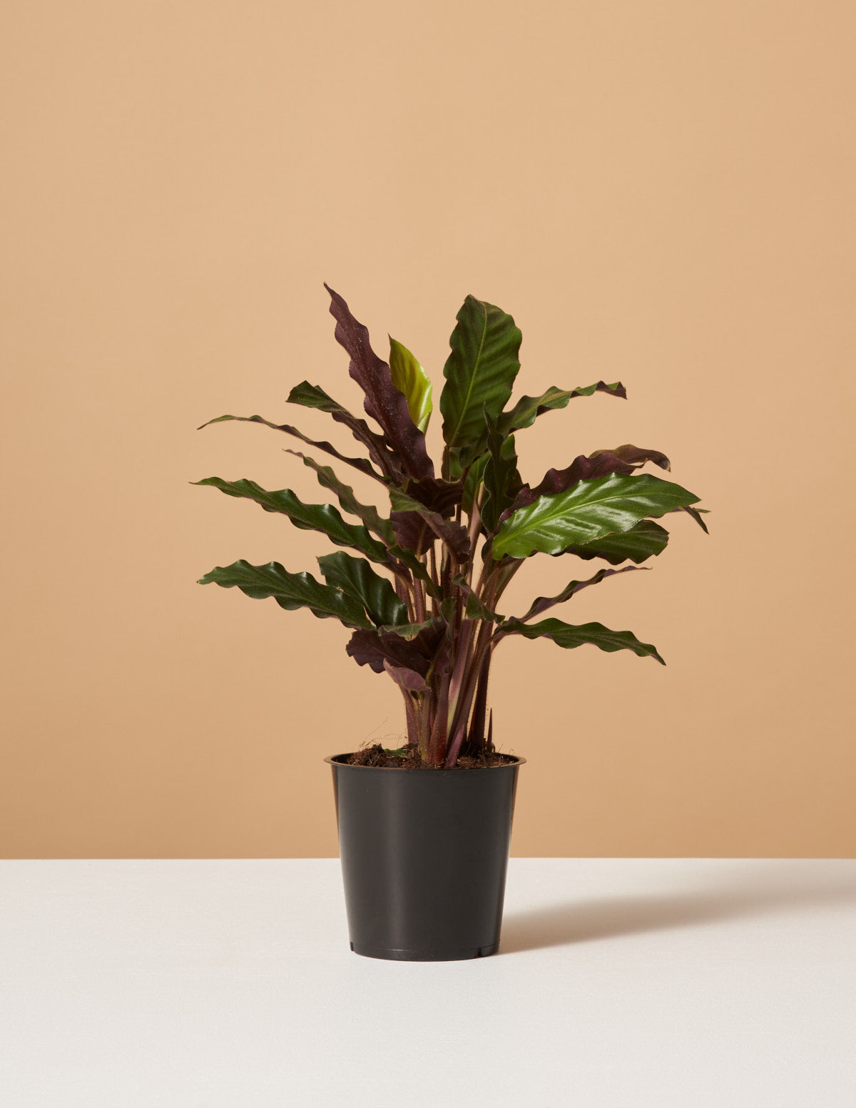 Calathea Wavestar