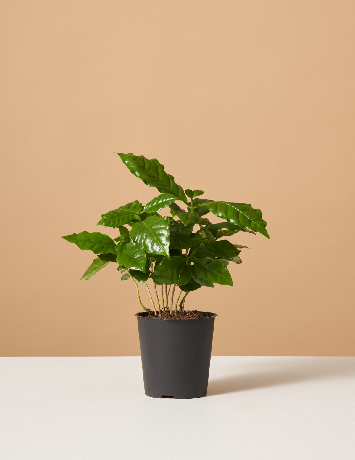 bundle | Small | Grow Pot