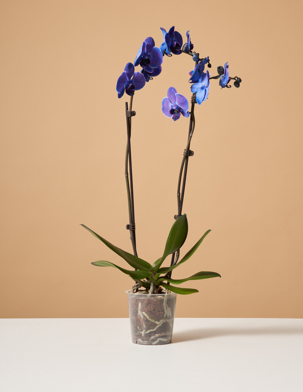 Dark Purple Watercolor Orchid