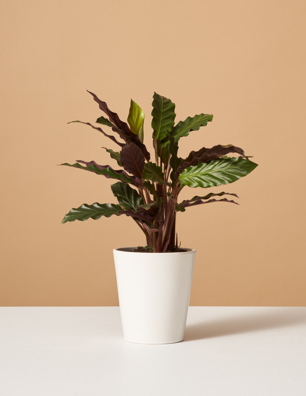 Calathea Wavestar
