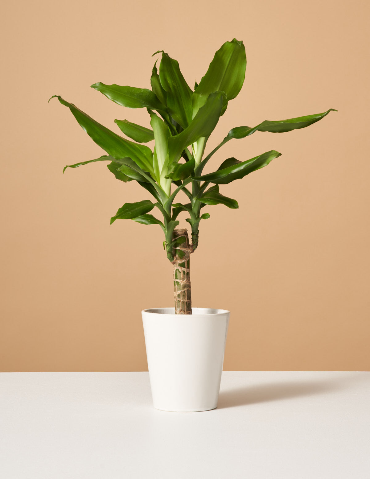 Dracaena Fragrans Green