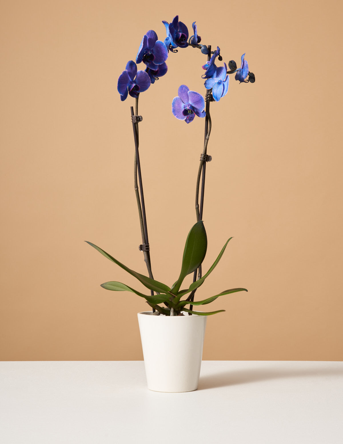 Dark Purple Watercolor Orchid