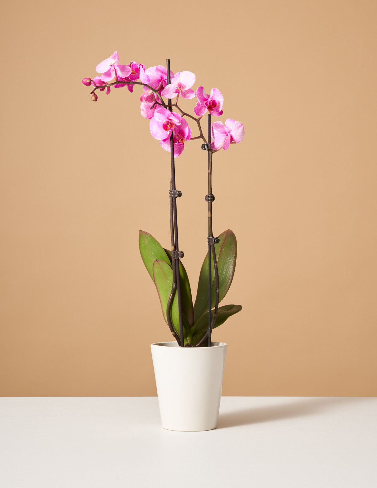 plant pot pink Pink Watercolor Orchid Houseplant with Planter - Small (20"-28" tall) Gold Planter
