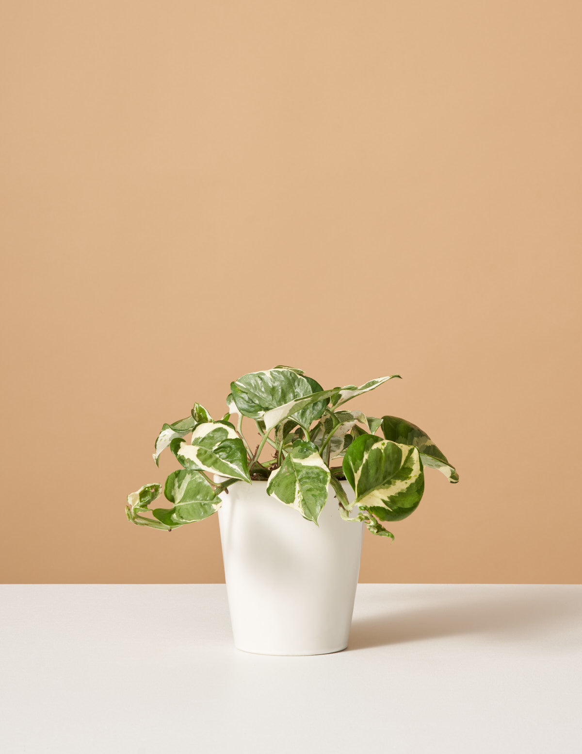 pothos the sill Pothos NJoy Houseplant - Small (3"-5" tall) Grow Pot