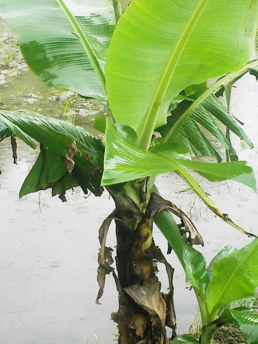 How to Care for a Banana Plant
