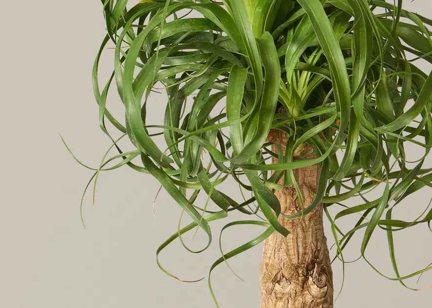 How to Care for a Ponytail Palm