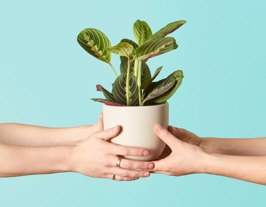 Corporate & Group Gifting Made Easy