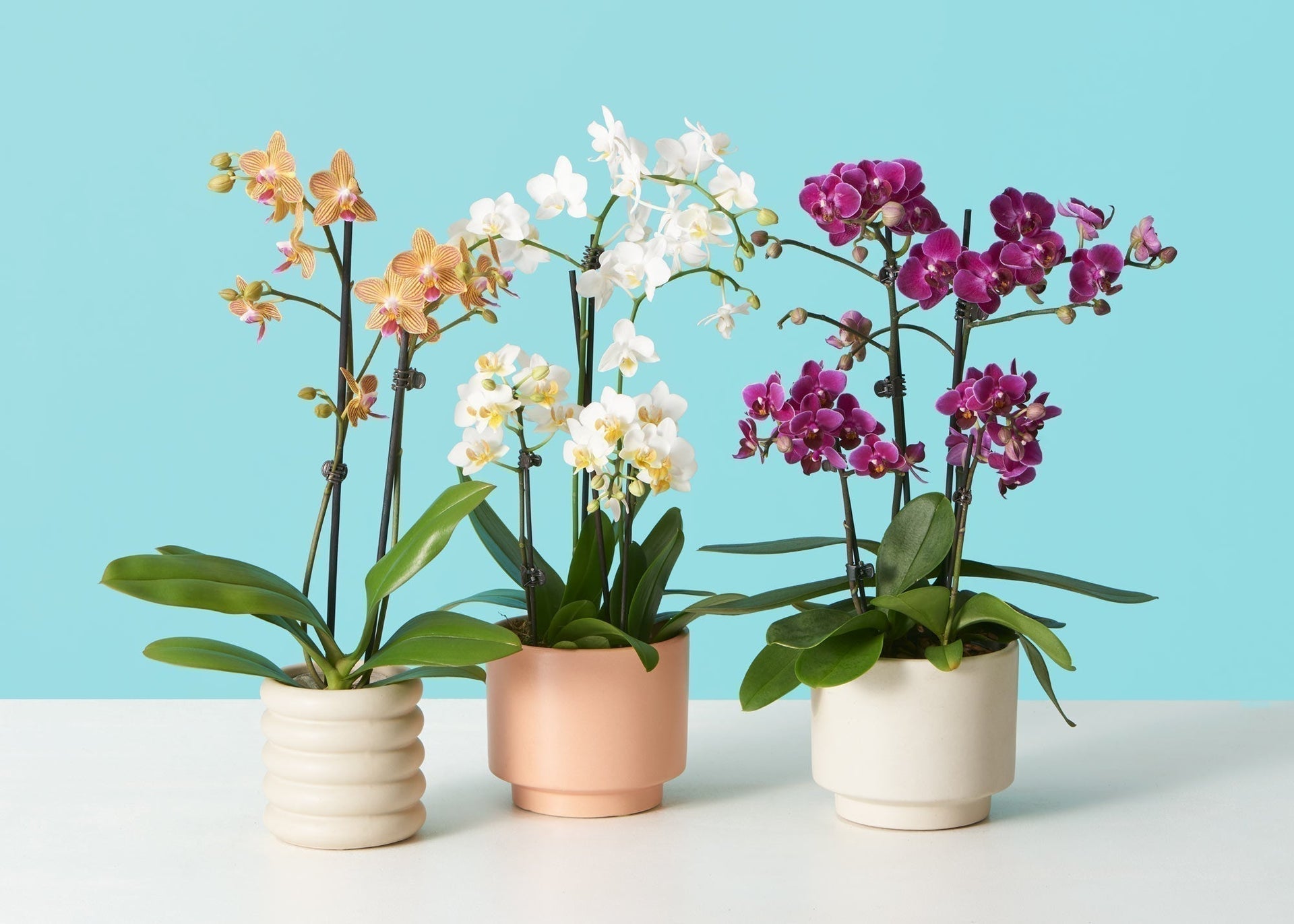 The Phalaenopsis orchid, often called the moth orchid, is the most commonly sold orchid worldwide and for good reason.