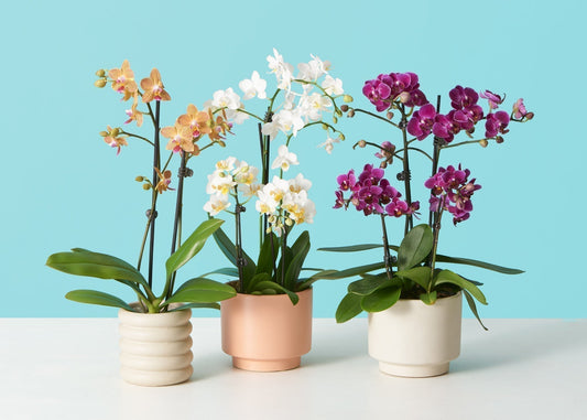Phalaenopsis Orchid Plant Care