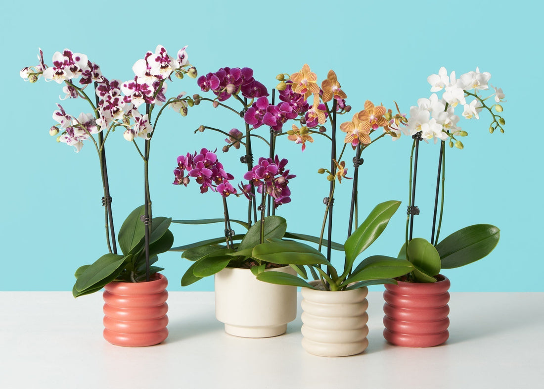 How To Make Your Orchid Rebloom