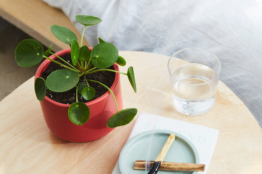 How to Care for a Pilea Peperomioides