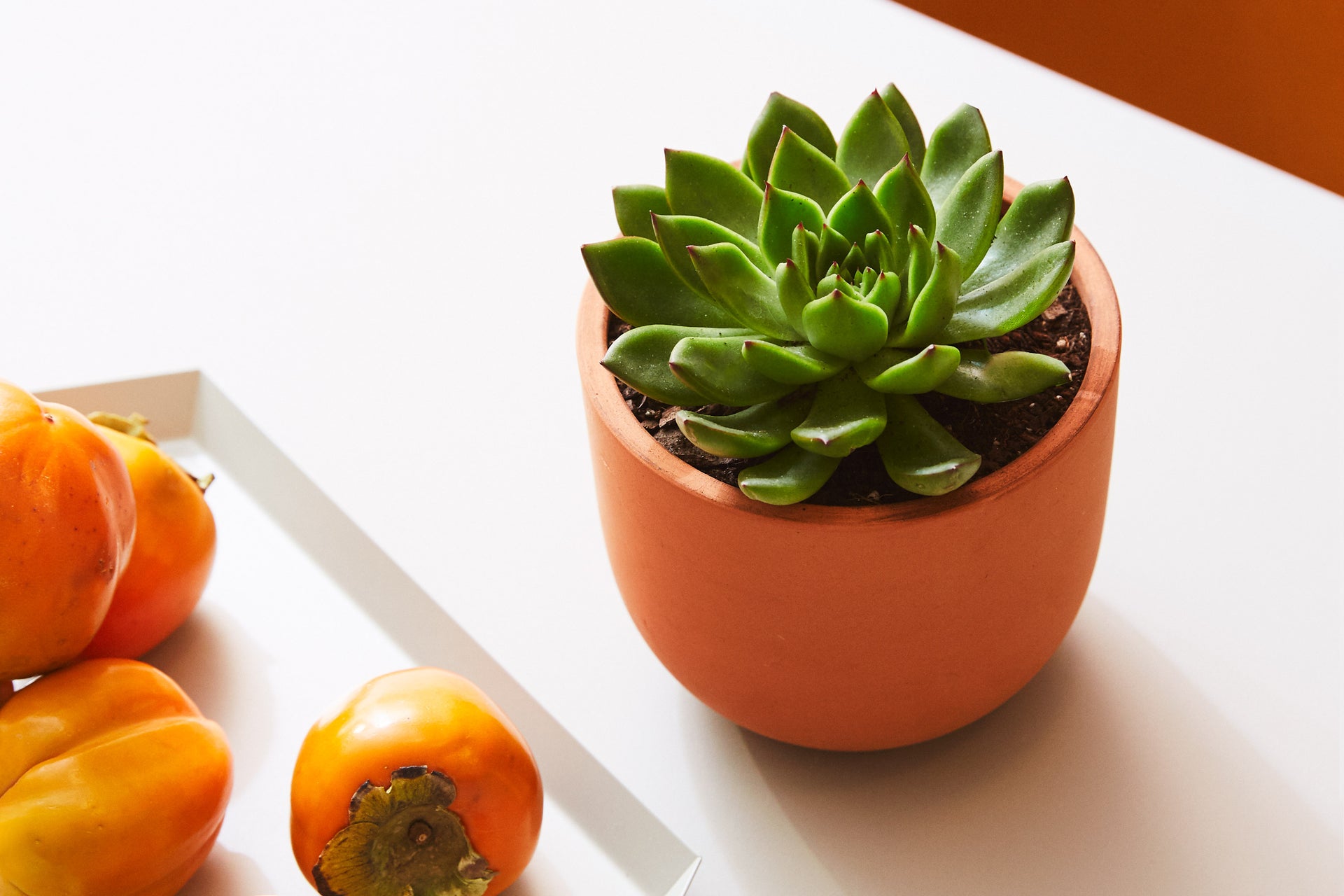white ceramic planter pots White Square Ceramic Planters with Matching Removable Saucers, Set of   MyGift