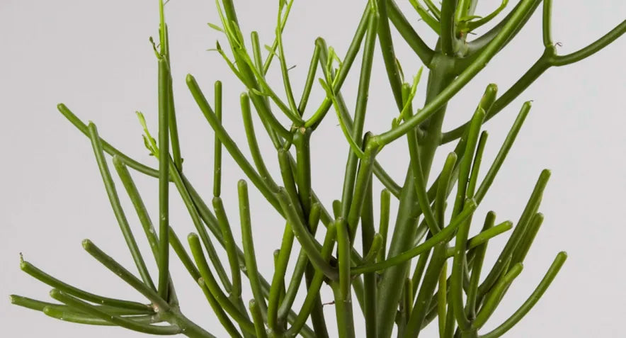 How to Care for a Cactus