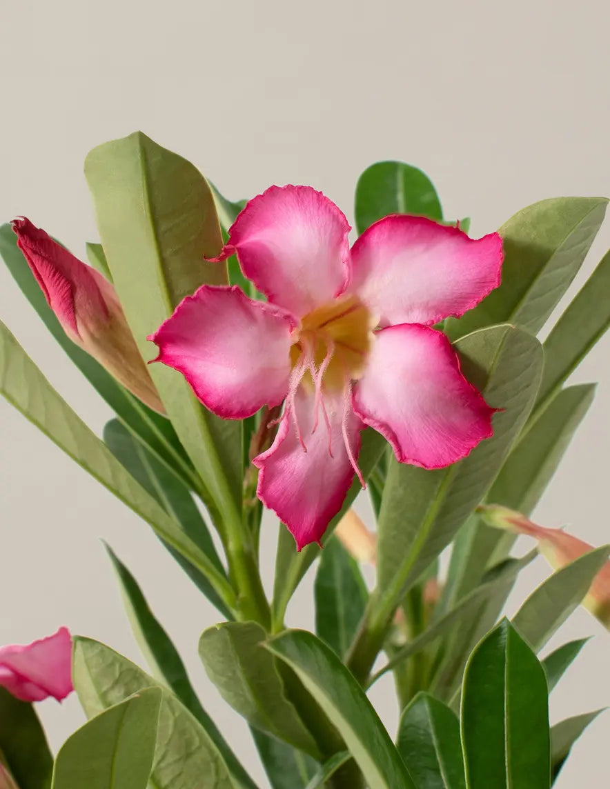 How to Care for a Desert Rose