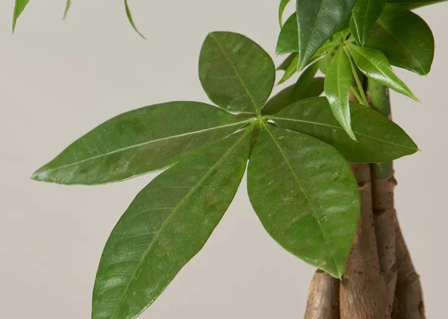 How to Care for a Money Tree Plant