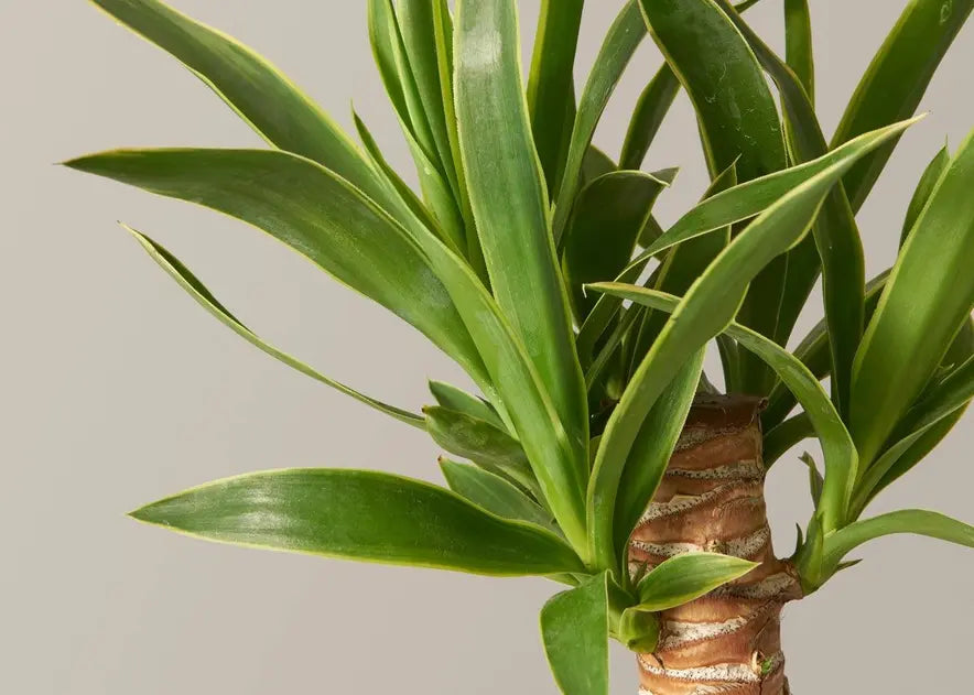 How To Care for a Yucca Plant