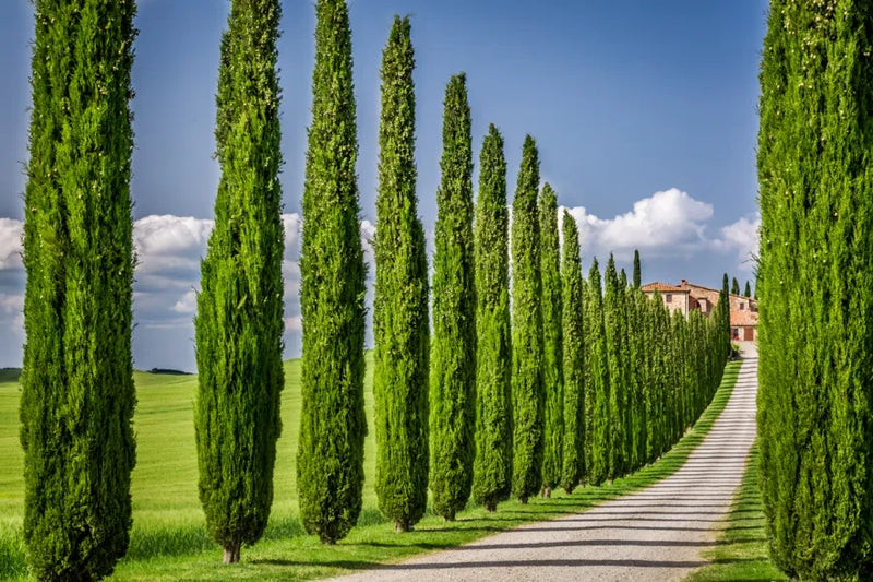 A Gardener's Guide to Growing Evergreen Trees and Shrubs