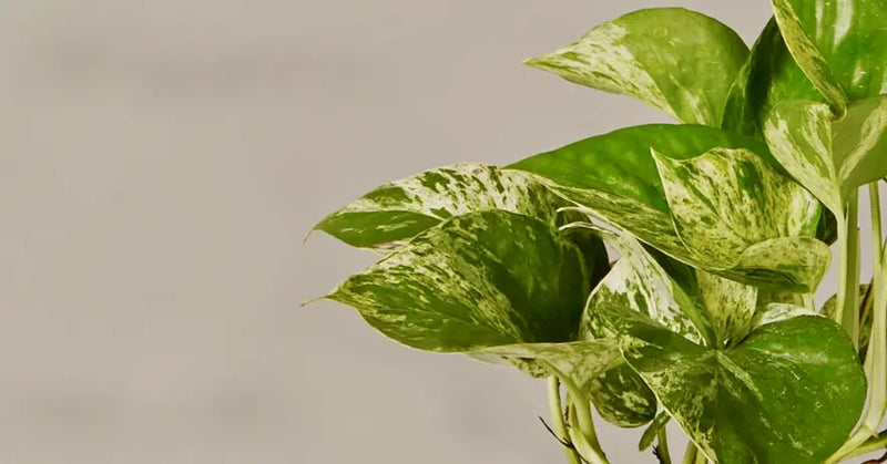 reverted njoy pothos Pothos NJoy | Houseplants for Delivery