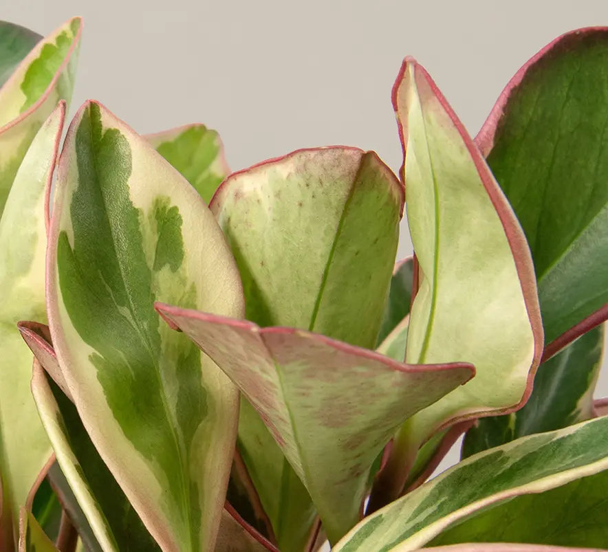How to Care for a Peperomia Ginny