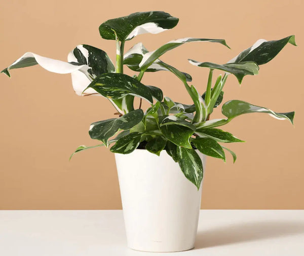 How to Care for a Philodendron White Wizard