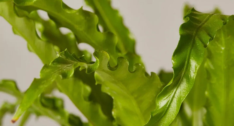 How to Care for Bird’s Nest Fern