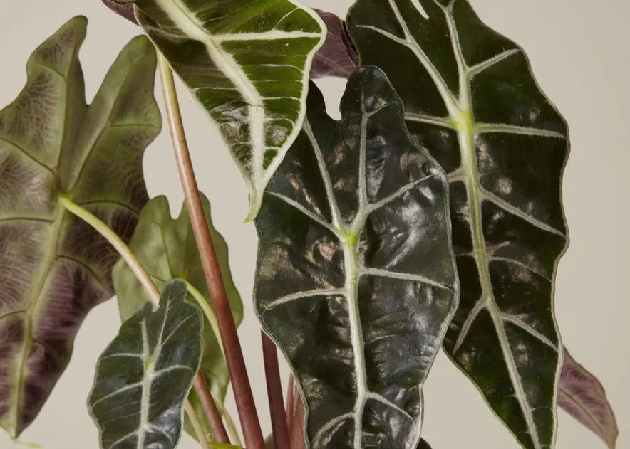 How To Care for an Alocasia