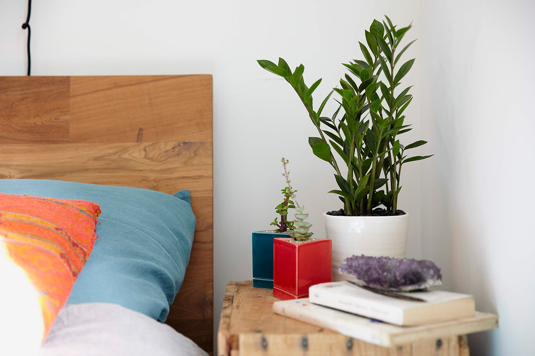 the-sill-houseplants-table-top-plants