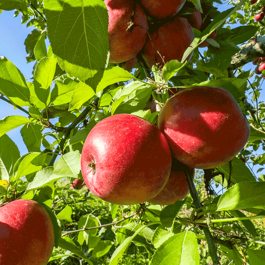 Apple Trees 101: Harvesting