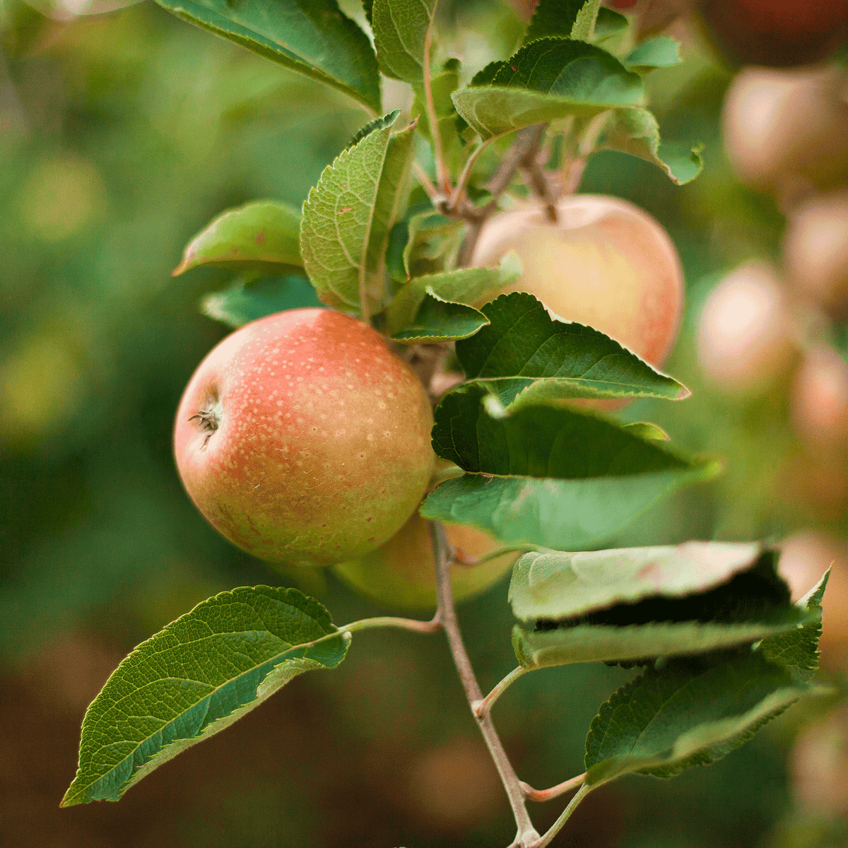 Apple Trees 101: Pruning