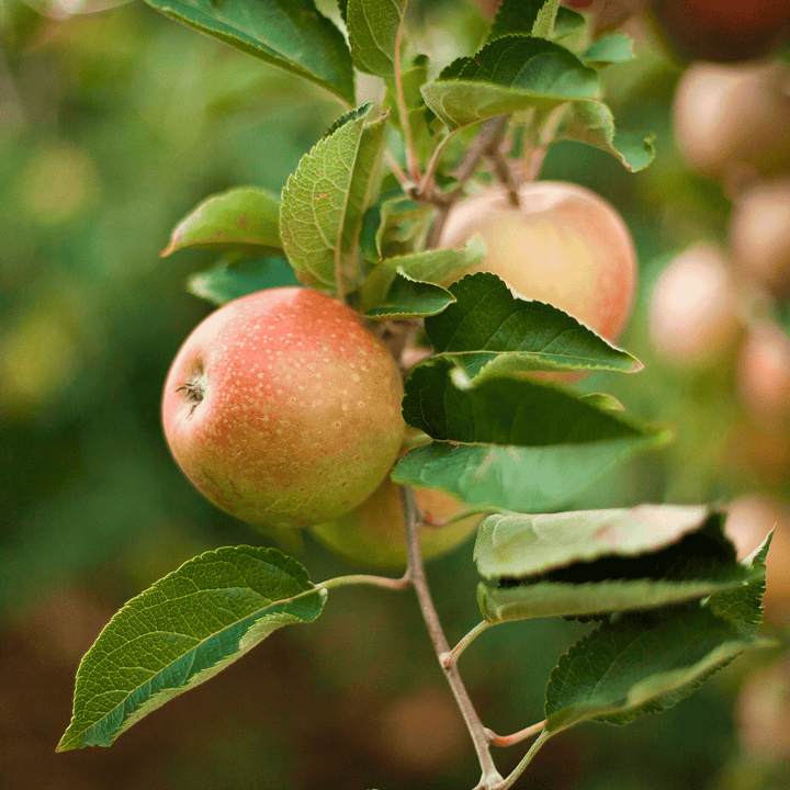 Apple Trees 101: Pruning